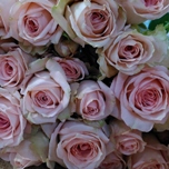 Peach Jewel Roses Branchue Equateur Ethiflora